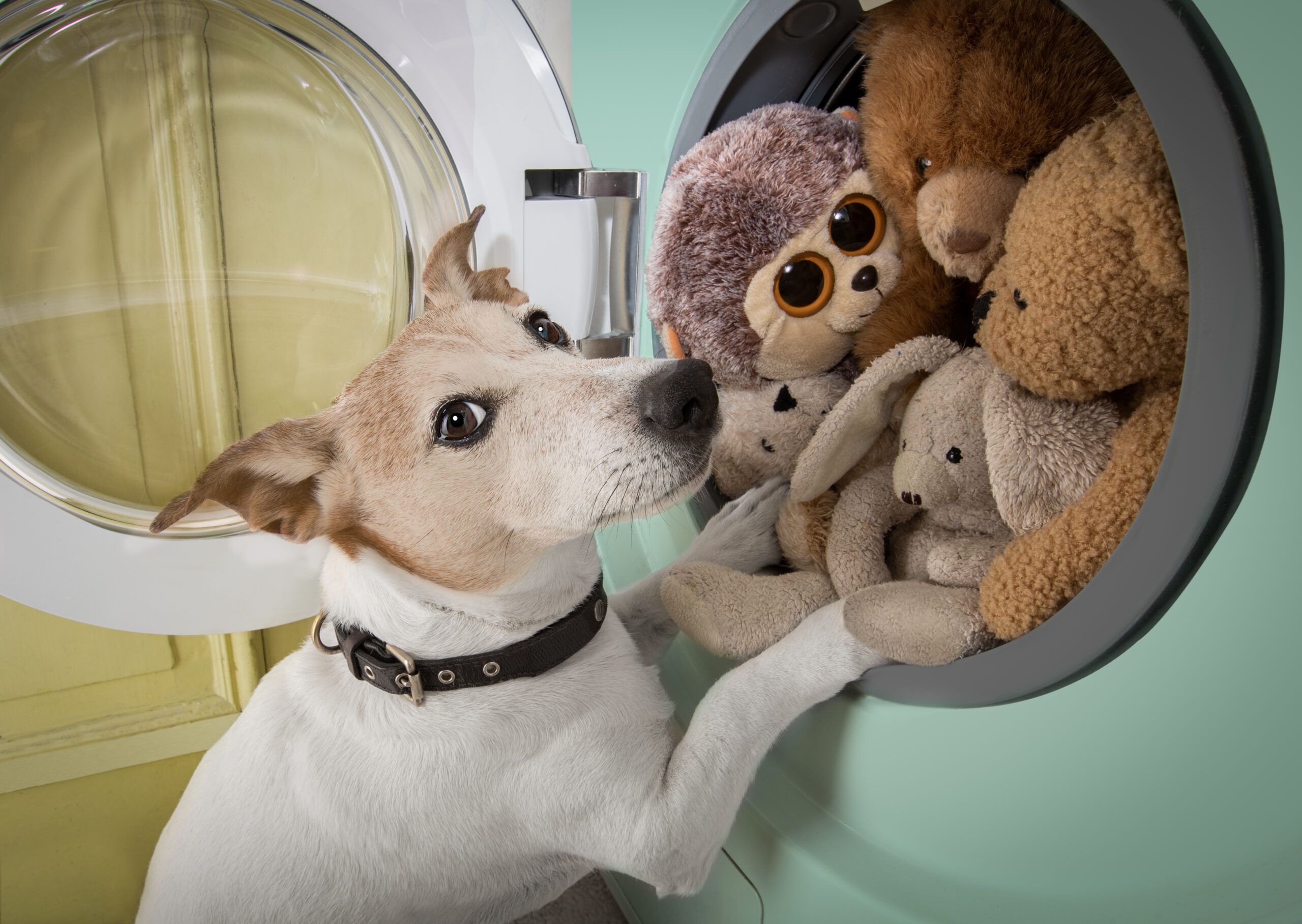 Dog using washing machine to clean toys